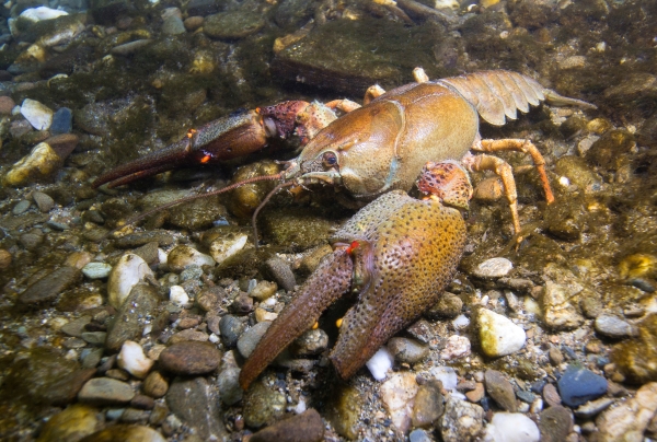Europäischer Flusskrebs (Astacus astacus)